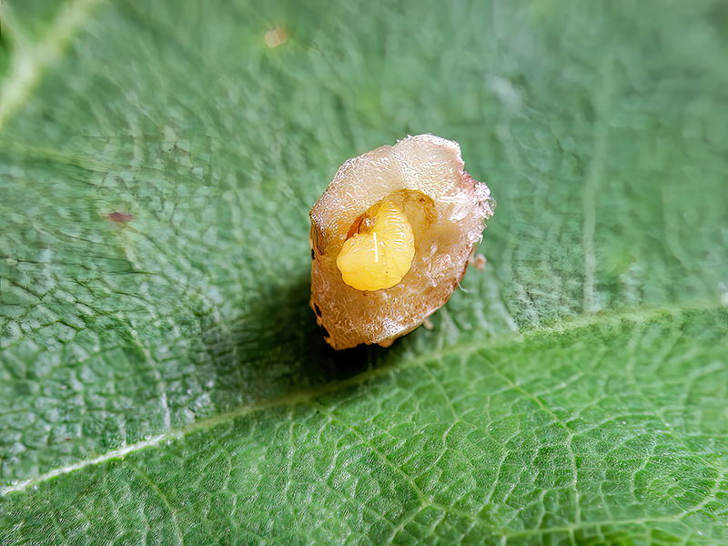 Aylax minor (Larve)