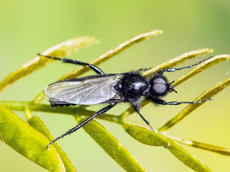 Bibio marci (Männchen)