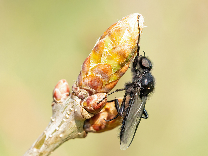 Bibio marci (Männchen)