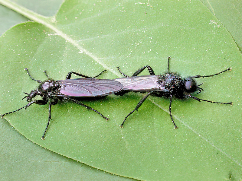 Bibio marci (Paarung)