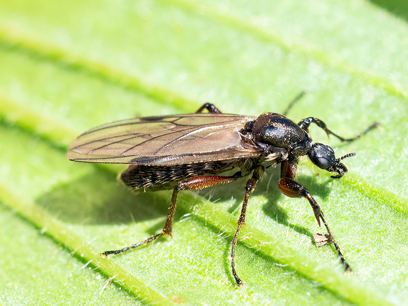 Bibio reticulatus (Weibchen)
