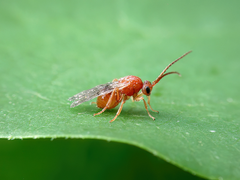 Biorhiza pallida (Männchen - bisexuelle Generation)