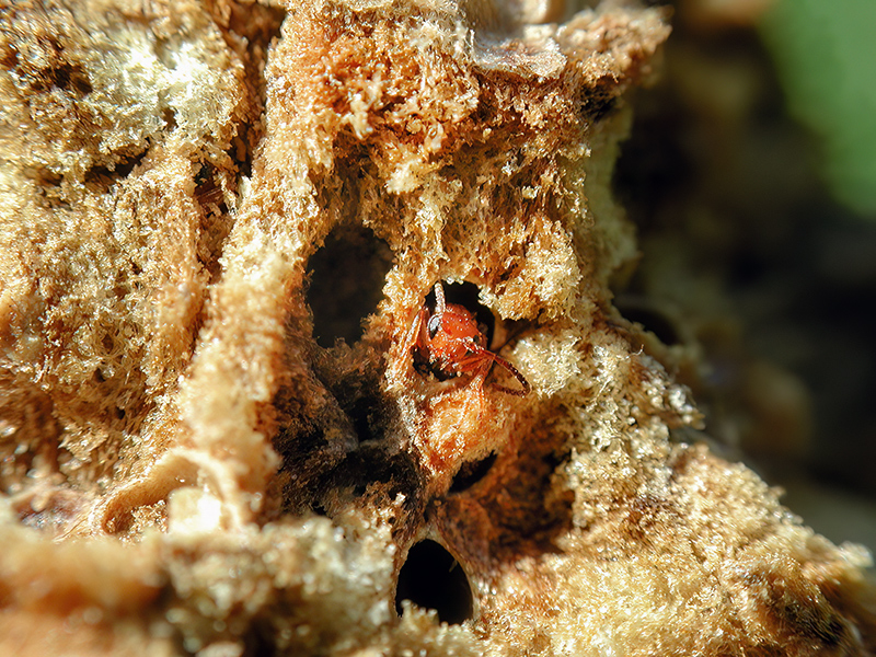 Biorhiza pallida (kurz vor Schlupf)