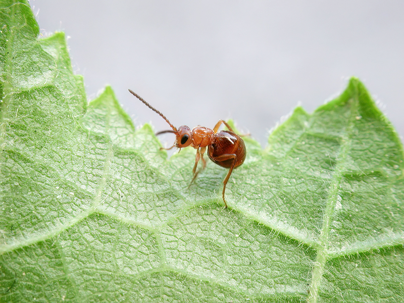 Biorhiza pallida (Weibchen - bisexuelle Generation)
