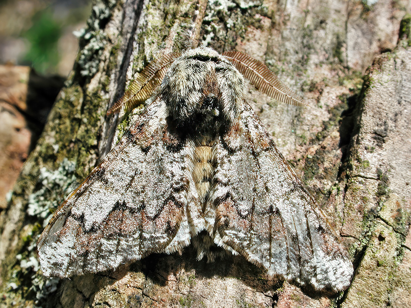Biston strataria (Männchen)