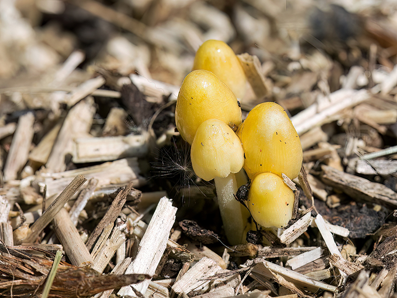 Bolbitius titubans