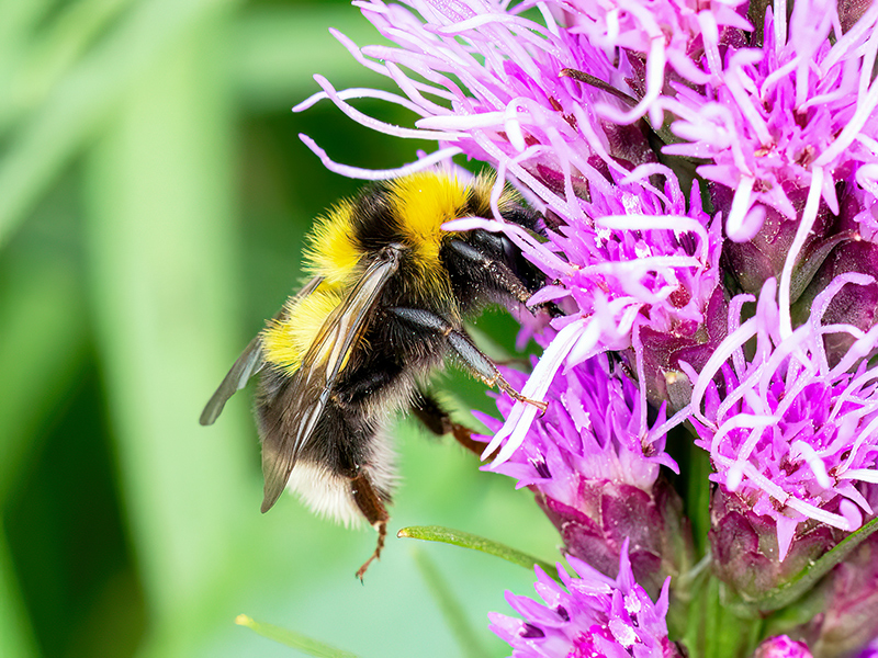 Bombus hortorum