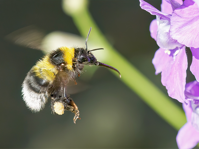 Bombus hortorum