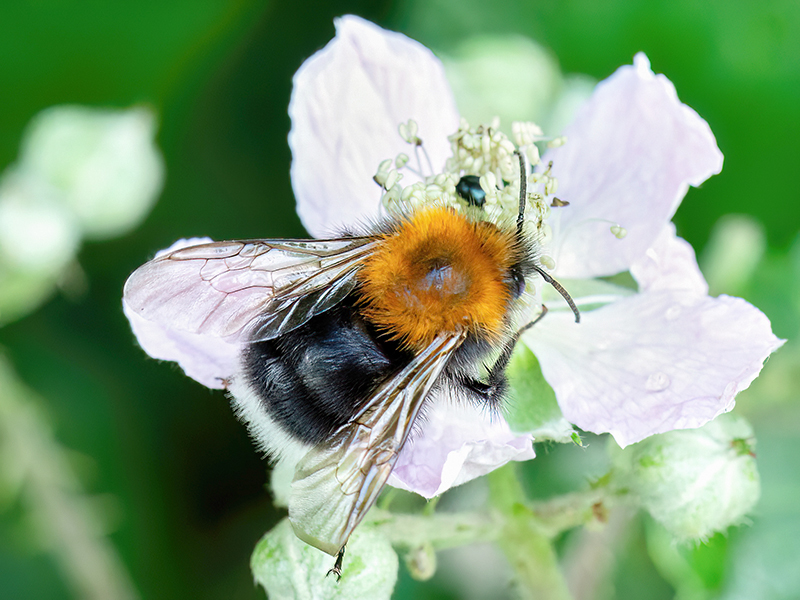 Bombus hypnorum