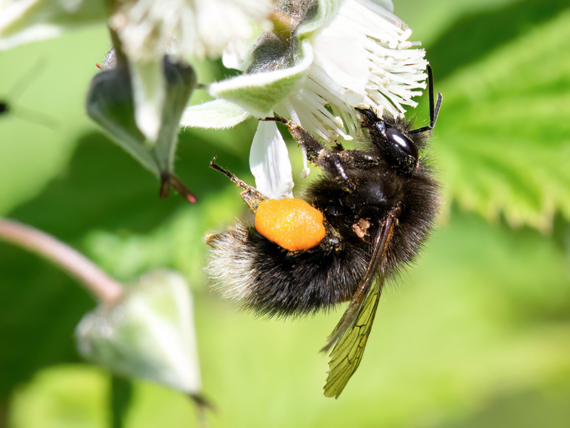 Bombus hypnorum (dunkle Form)
