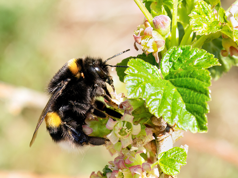 Bombus terrestris (Jungkönigin)