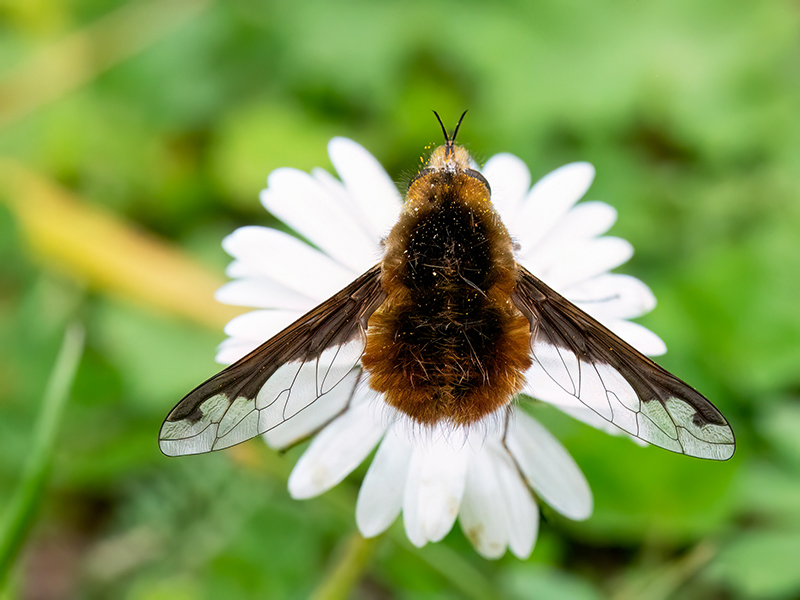 Bombylius major
