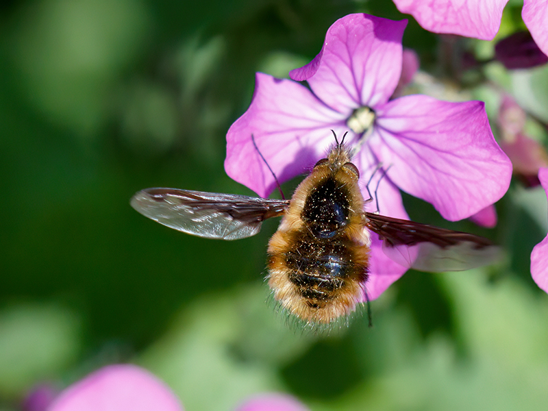 Bombylius major