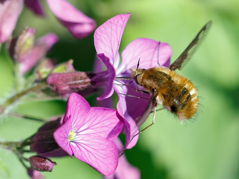 Bombylius major