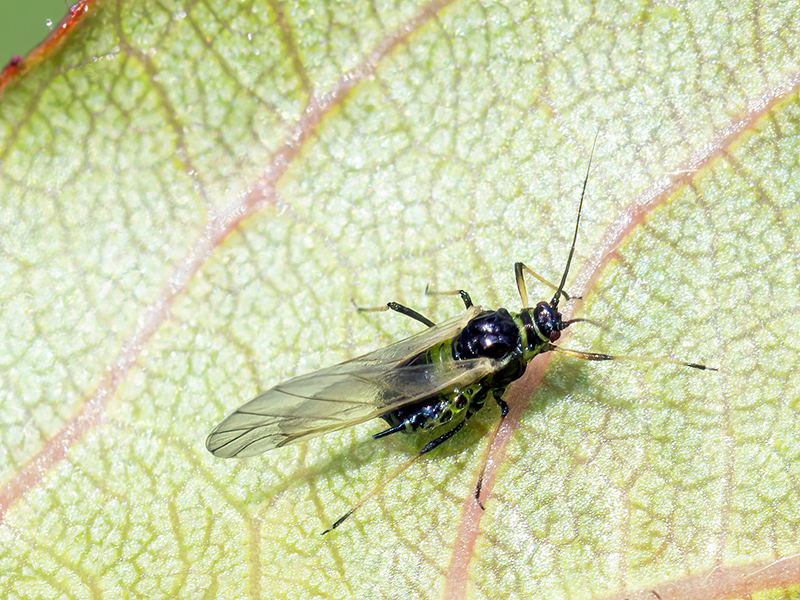 Brachycaudus amygdalinus (alat)