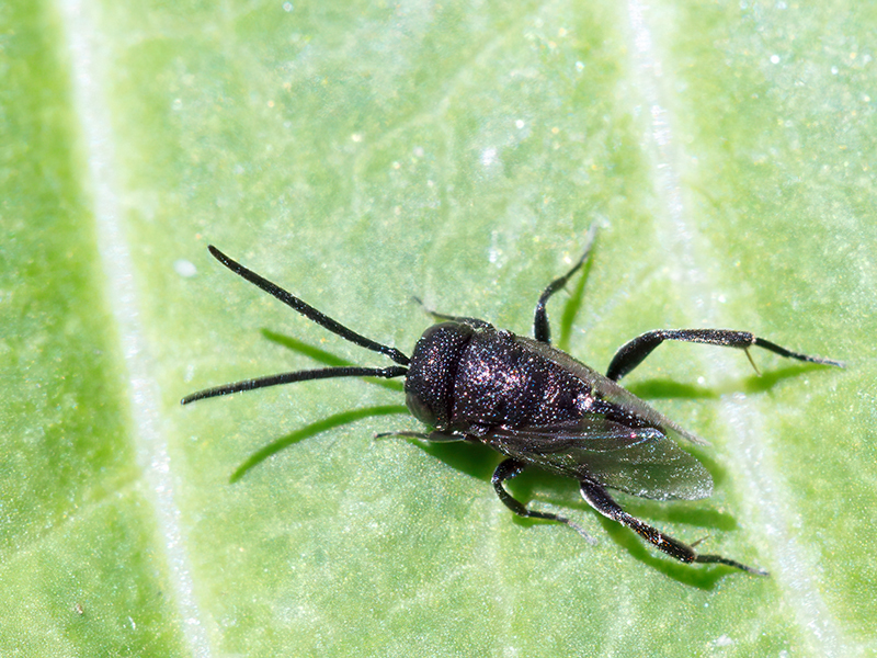 Brachygaster minuta