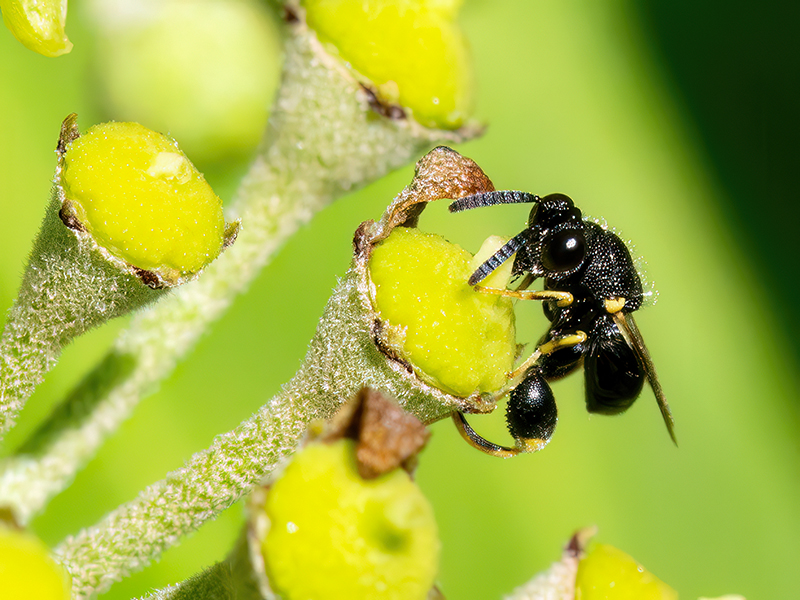 Brachymeria tibialis