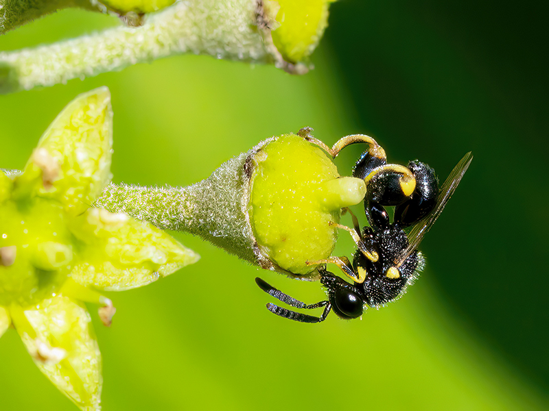 Brachymeria tibialis