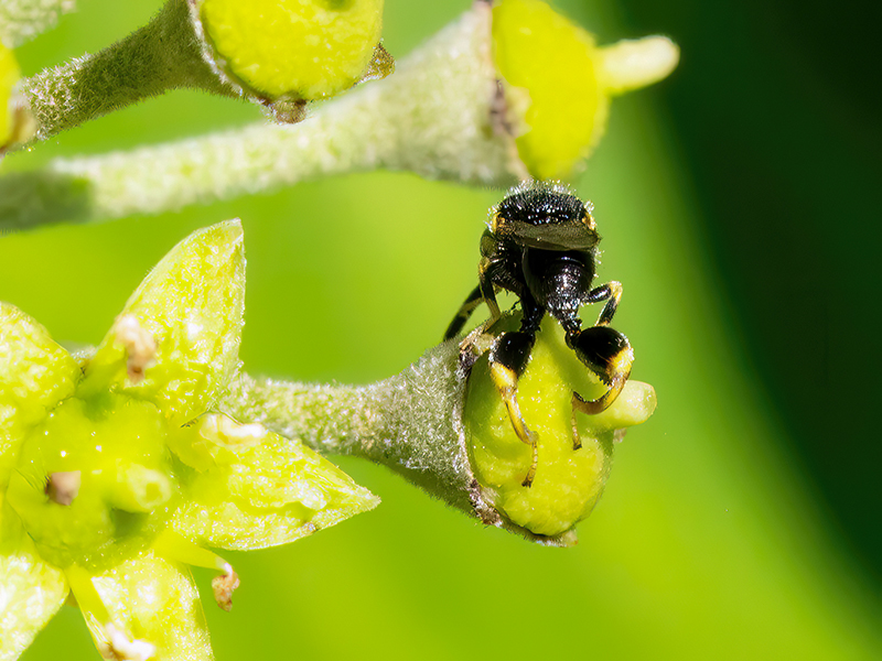 Brachymeria tibialis