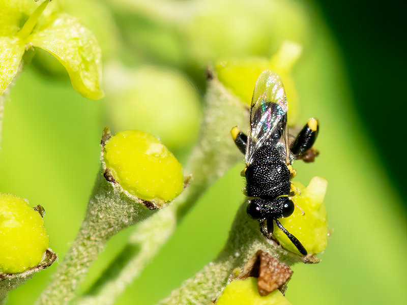 Brachymeria tibialis