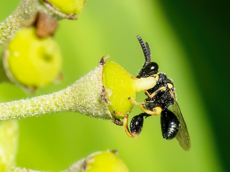 Brachymeria tibialis