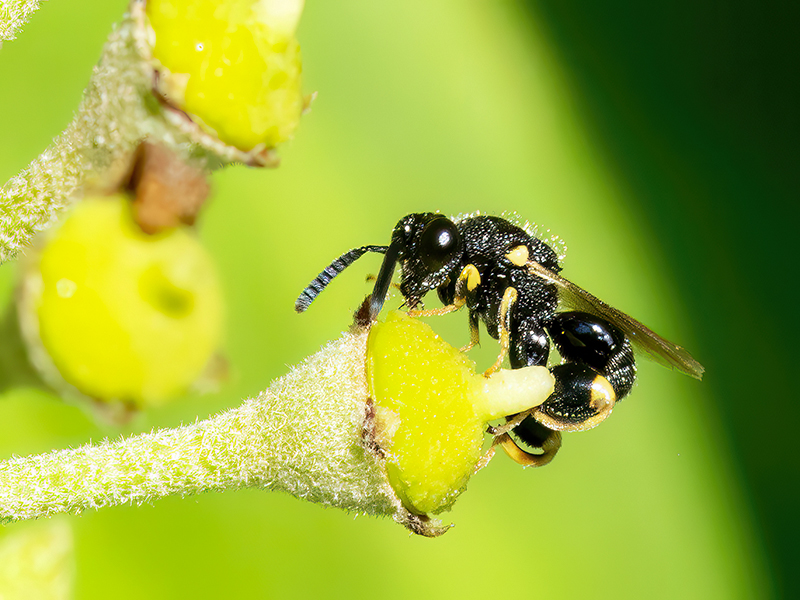 Brachymeria tibialis