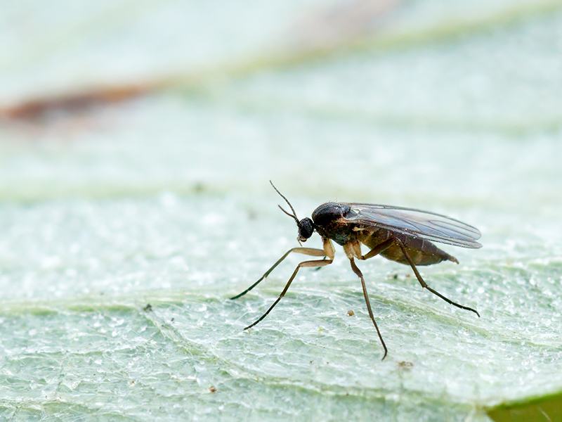 Bradysia fenestralis (Weibchen)
