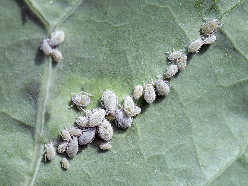 Brevicoryne brassicae