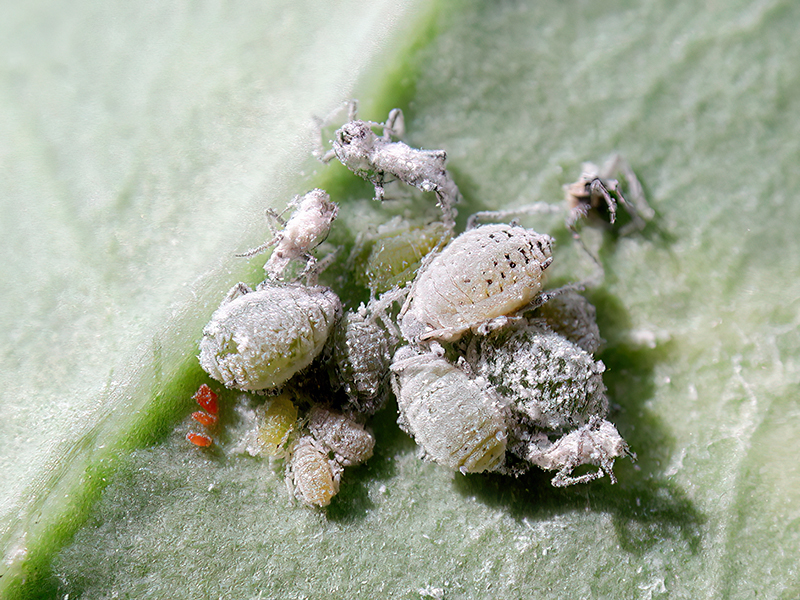 Brevicoryne brassicae