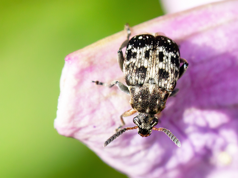Bruchus affinis