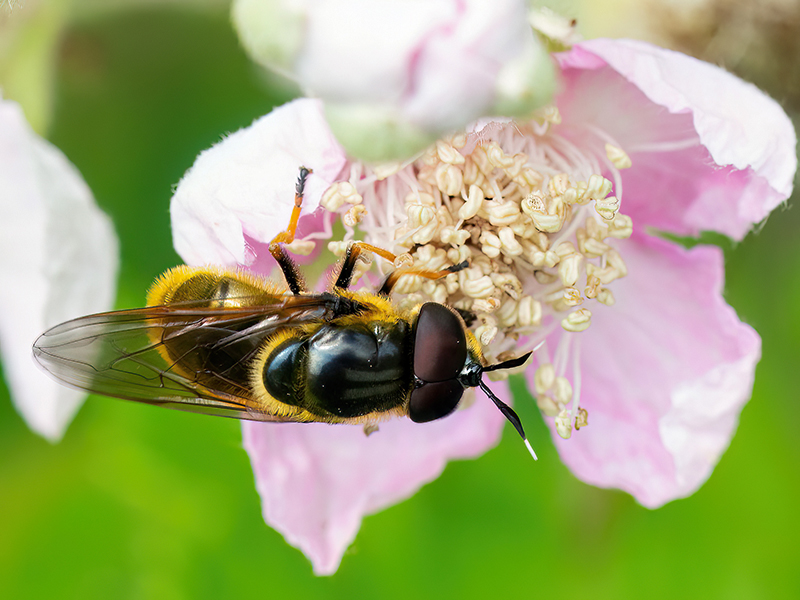Callicera aurata (Männchen)