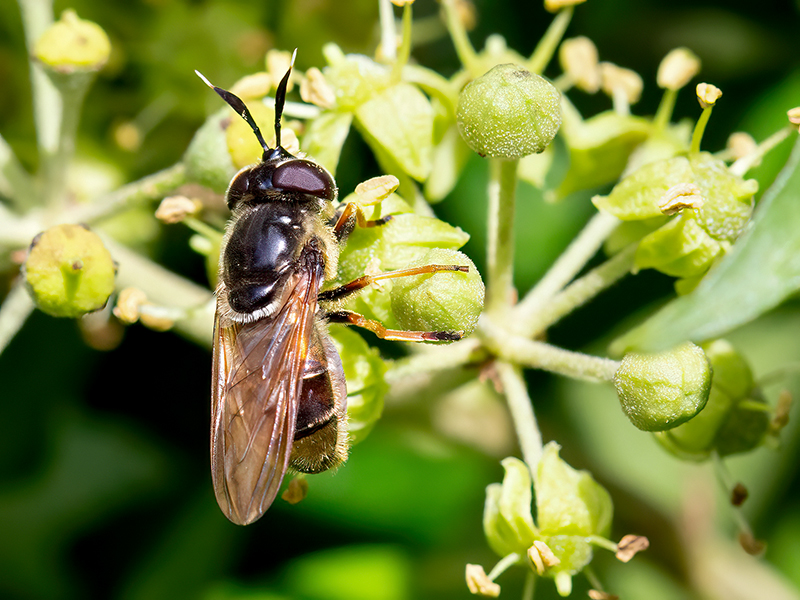 Callicera aurata (Weibchen)