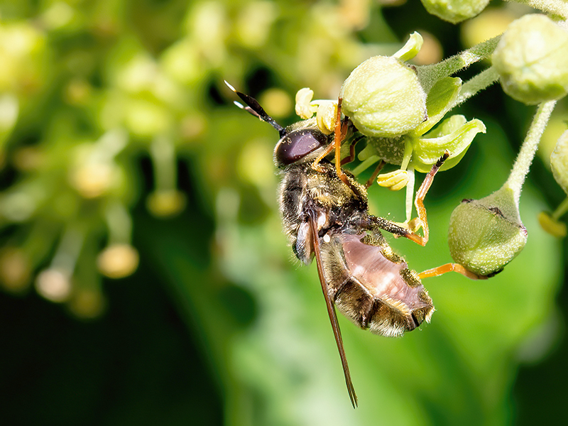 Callicera aurata (Weibchen)