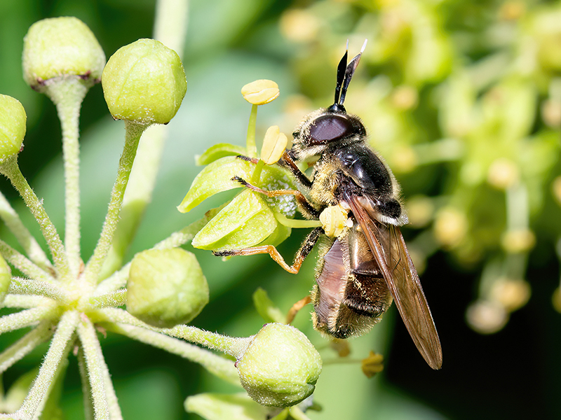 Callicera aurata (Weibchen)