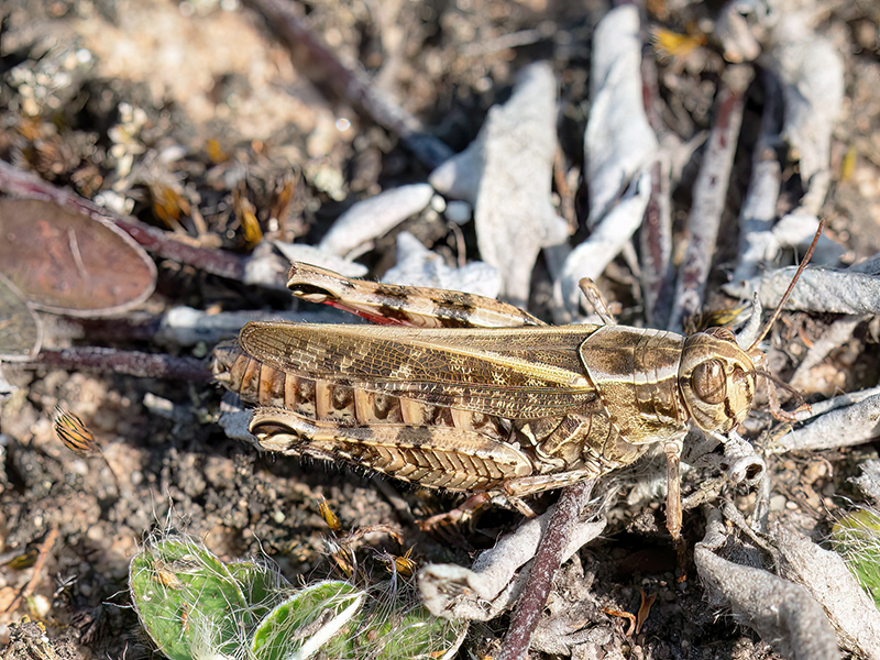 Calliptamus italicus