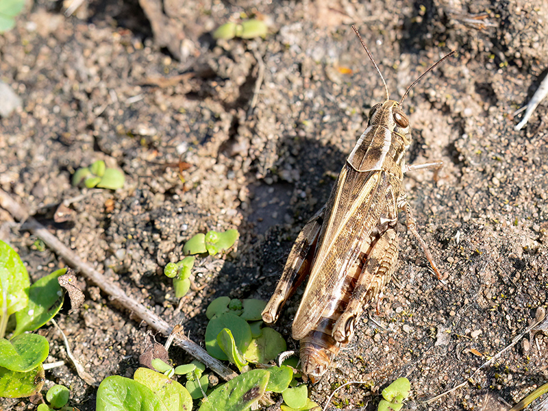 Calliptamus italicus