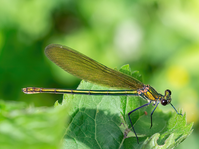 Calopteryx splendens (Weibchen)