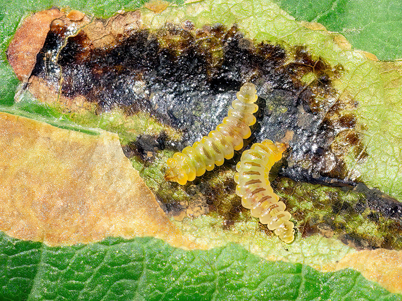 Cameraria ohridella (Larven)