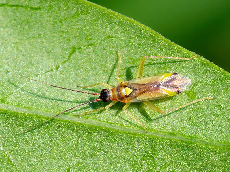 Campyloneura virgula