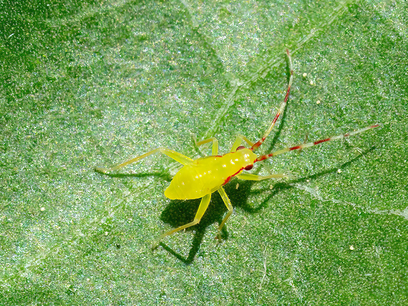 Campyloneura virgula (Nymphe)
