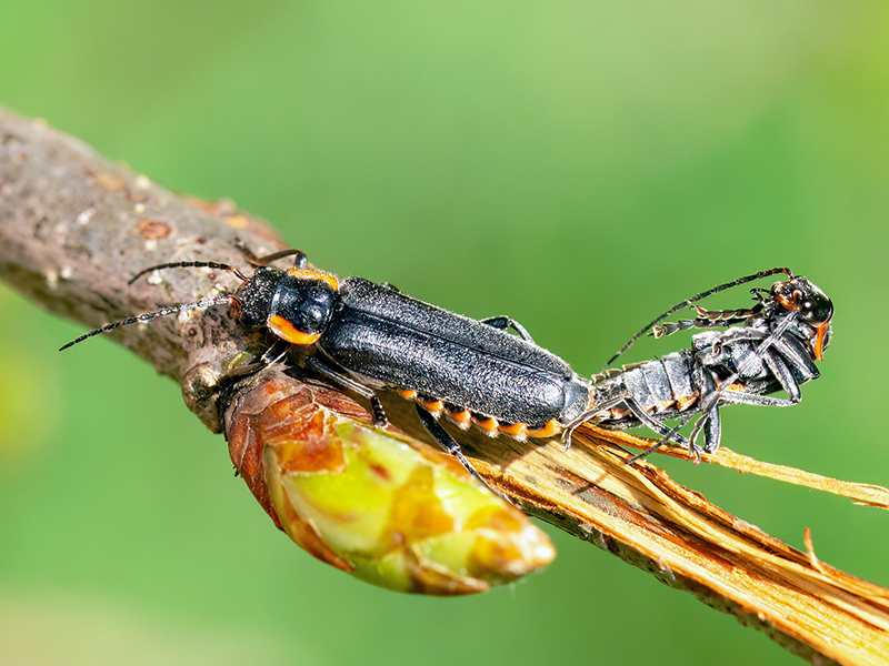 Cantharis obscura (Paarung)