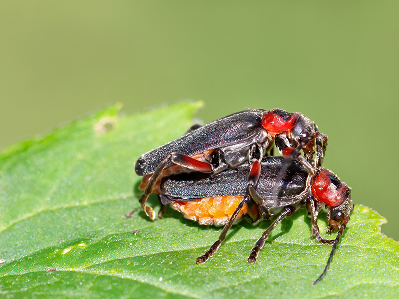 Cantharis rustica (Paarung)