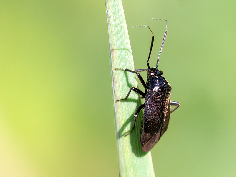 Capsus ater