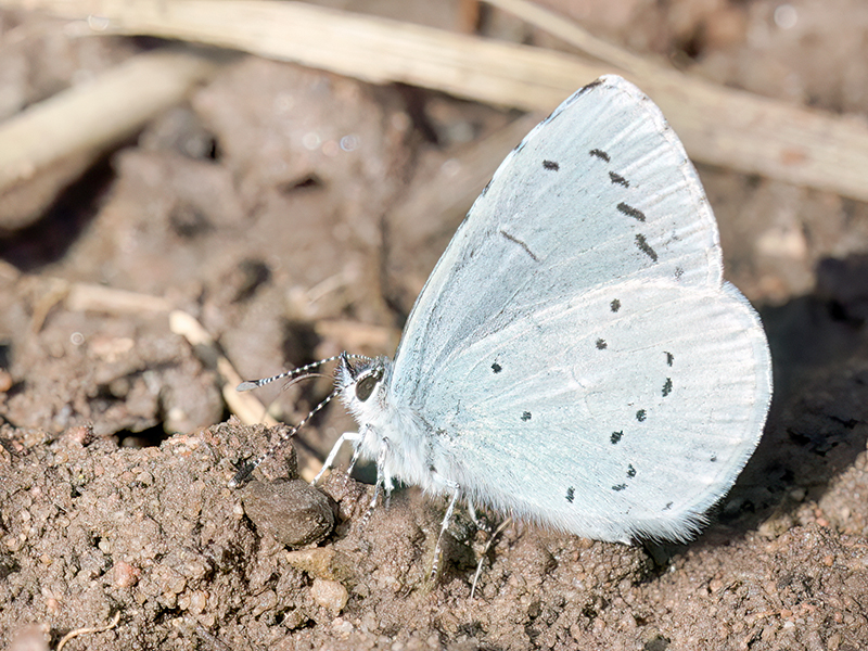 Celastrina argiolus