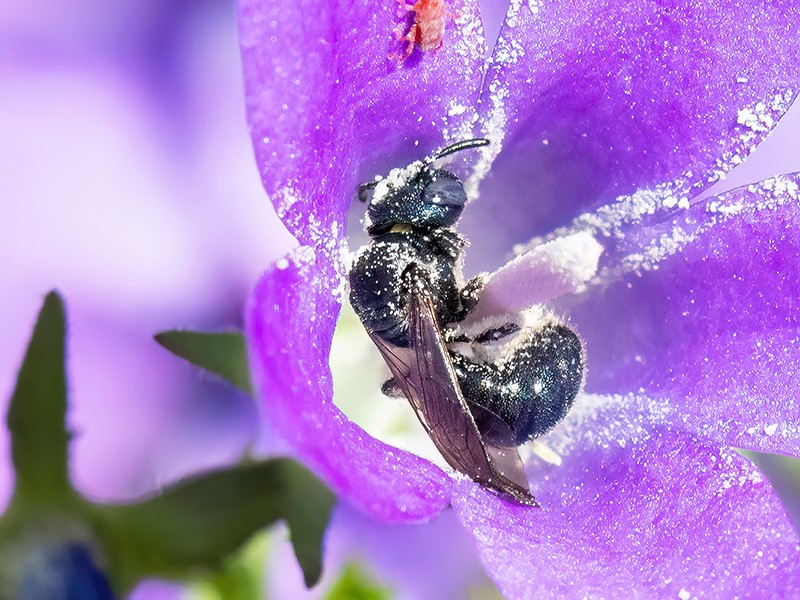 Ceratina cyanea