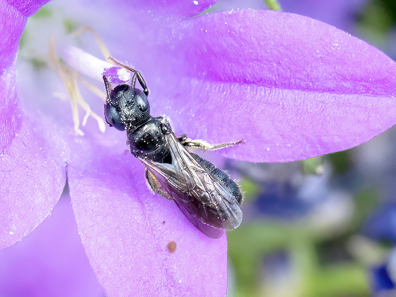 Ceratina cyanea