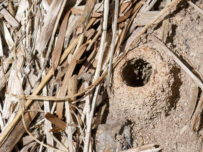 Cerceris arenaria (Bau)