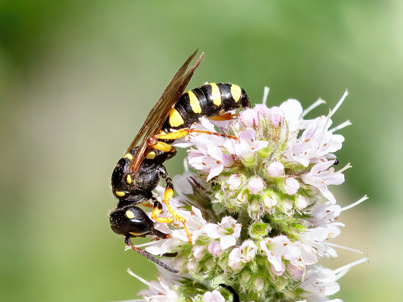 Cerceris arenaria (Weibchen)