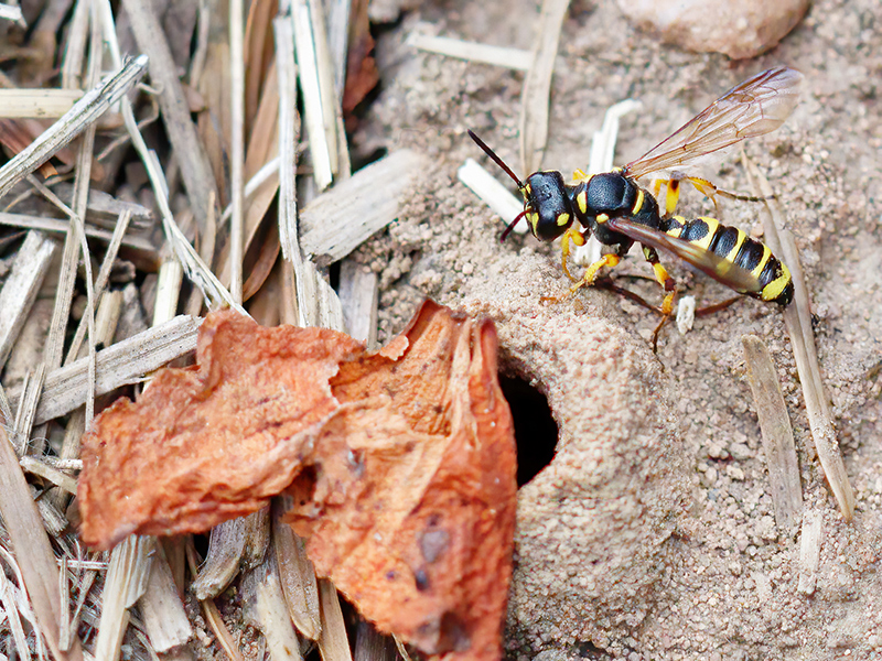 Cerceris arenaria (Weibchenan am Bau)