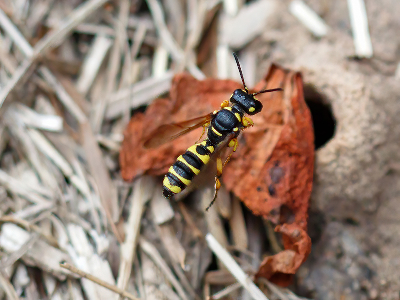 Cerceris arenaria (Weibchenan am Bau)